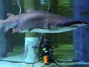 Divers mounted a creche in the shark tank of the aquarium in the Italian Adriatic city of Cattolica.
