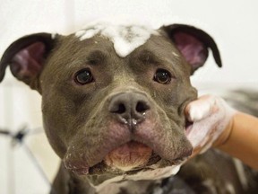 Bless gets a free grooming session at Pampered Pets in Montreal. City hall has suspended a ban against pit-bull-type dogs.