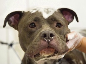 Bless gets a free grooming session at Pampered Pets in Montreal. City hall has suspended a ban against pit-bull-type dogs.