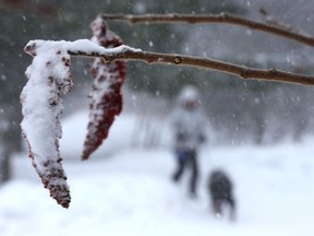 A man walks his dog in the snow at Conroy Pit in Ottawa on Wednesday, Feb. 24, 2016.