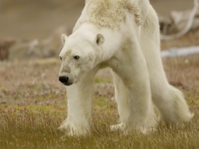The video of a starving polar bear shot by National Geographic photojournalist Paul Nicklen has been viewed over a million times.