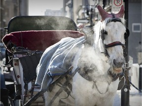 A horse hooked up to a calèche waits for passengers outside Notre-Dame Basilica in Old Montreal Sunday, Dec. 31, 2017. Montreal has regulations governing how cold it can be for calèches to be out on the streets.