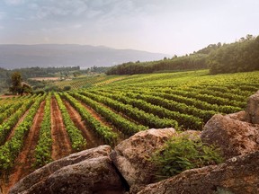 Soils in the Dão region are primarily granite, which tends to produce wines with delicate aromas.