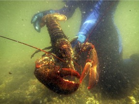 Do lobsters feel pain? Switzerland has just passed a law banning live-lobster boiling.