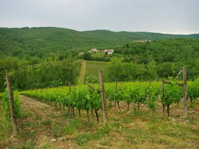 The rolling hills of Tuscany's Chianti region, where sangiovese is the principal grape.