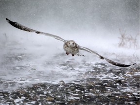 A Massachusetts seagull takes flight in high winds and blowing snow as a massive winter storm begins to bear down on the region on Jan. 4, 2018. Heavier aircraft were grounded at airports along the east coast.
