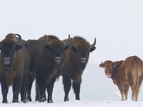 A farmyard cow in Poland has chosen freedom this winter, roaming with a bison herd for three months after escaping its pen.