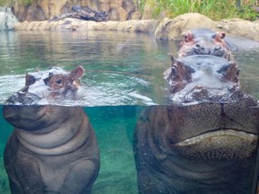 Fiona the hippo, left, at the Cincinnati Zoo