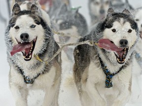 Sled dogs race in Germany.