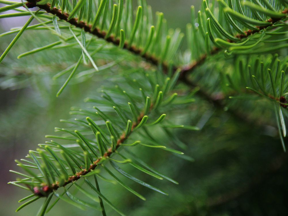 Montreal Christmastree pickup — and what to do about those pesky pine