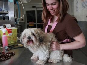 A Shih Tzu cross is looked after at Calgary's animal-services centre, which opened in 2000 at a cost of $3.5 million. The estimated cost of a similar centre envisioned by Montreal has ballooned to $46 million.