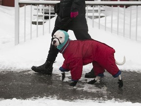 Pinky takes a stroll with Hilary King on Saint-Urbain St. after snow and freezing rain fell overnight Jan. 23, 2018.