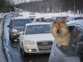 Maybe he could walk faster. A dog sticks his head out while cars are lined-up along Remembrance Road on Mount Royal Feb. 6, 2018.