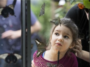 Anik Robichaud-Gauvin speaks with her 4 year old daughter, Clara Jimenez Gauvin at the Montreal Botanical Garden's Butterflies Go Free exhibit in Montreal Wednesday February 21, 2018.