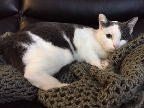 Snoop the cat is shown in this recent handout photo. The family of a British Columbia woman who has dementia say staff at a care home removed her cat and replaced it with a robotic stuffed animal.
