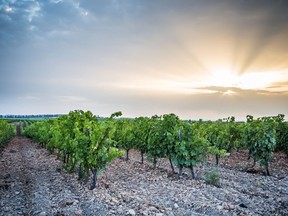France's Costières de Nîmes appellation was transferred from the Languedoc region to the Rhône, in part because its pebbly soils resemble those of the Rhône's Châteauneuf-du-Pape.