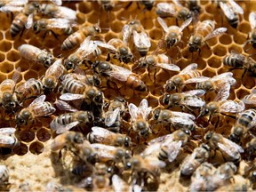 Vaudreuil-Soulanges gardeners can do their part to save bee populations.