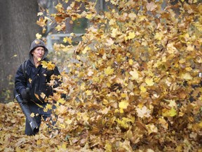 Gardener Carlos Trujillo creates a cloud of leaves at a home in Westmount in this November 2014 file photo.