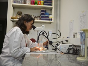 A scientist in Colombia looks through a microscope at eggs of Aedes Aegypti mosquitos, the mosquitos associated with the Zika, Chikungunya, Dengue and Yellow Fever viruses.