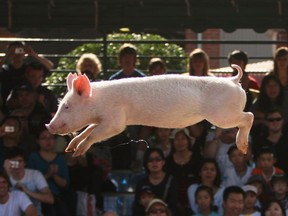 A pig jumps through the air at an Easter show in Australia in 2009.