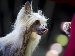 Don't hate me because I'm beautiful: A Chinese Crested dog licks its lips while competing at the 142nd Westminster Kennel Club Dog Show in New York in 2018.