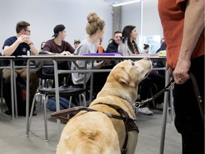 Tina Mintz said, "I only had one problem in 33 years taking the bus when a driver wouldn’t let me on with my dog," Keanna, accompanying her here at Collège de Maisonneuve. (Allen McInnis / MONTREAL GAZETTE)