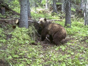 This June 2014 file photo shows a grizzly bear in Montana. A Maine man says he fought off a 150-pound bear to defend his puppy.