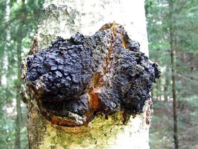 Chaga is an ugly parasite that grows on birch trees. It is a mushroom, although it does not look like one.