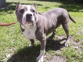 A pit bull goes for a walk at the SPCA in Montreal on June 14, 2016, in this file photo. Two people were injured seriously on Sunday, June 23, 2019, in an attack by an 80-pound pit bull in Mirabel that sent them both to hospital.