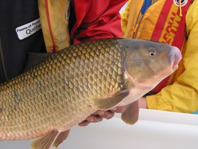 An endangered copper redhorse, which are only found in Quebec waters.