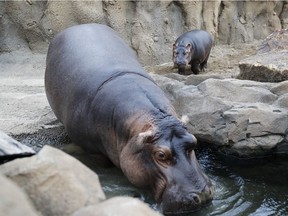Fiona, a baby Nile Hippopotamus, right, and her mother Bibi, walk through their enclosure at the Cincinnati Zoo & Botanical Garden. Fiona picked the Eagles to win the Super Bowl