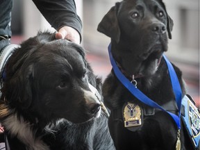 Bouffon, left, and Kanak are seen after both were inducted into the Panthéon québécois des animaux on Sunday, March 11, 2018.