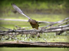 A mallard flies over a marsh at the Technoparc Montréal in St-Laurent. Birders are hoping the city will be more open to calls for the creation of a protected natural space on the property.