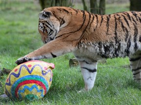 A female tiger at Whipsnade Zoo is treated to an Easter egg hunt with male tigers in an unusual and egg-citing date-with-a-difference.