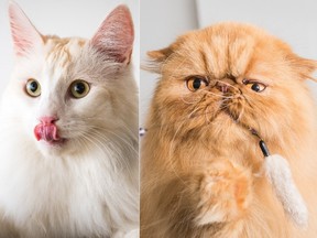 Turkish Angora Bobby (left) and Red Persian Oh La La are two of the top cat competitors.