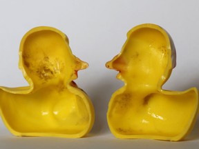 The March 27, 2018 photo shows the inside of a rubber duck after it was cut open for the photo in Nauen, Germany. Swiss researchers now say the cute, yellow bath-time friends harbor a dirty secret: Microbes swimming inside. The Swiss Federal Institute of Aquatic Science and Technology says researchers turned up "dense growths of bacteria and fungi" on the insides of toys like rubber ducks and crocodiles.