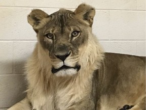 Bridget, an Oklahoma lioness, has grown a mane. She has an elevated level of androstenedione, and she's perfectly healthy.