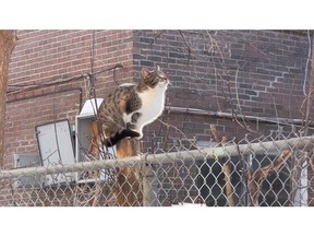 A feral cat is shown in Montreal in this image from video. A volunteer-run group is aiming to trap, sterilize and  find homes for some of Montreal's hundreds of thousands of stray and feral cats, who often suffer slow and painful deaths on the streets.