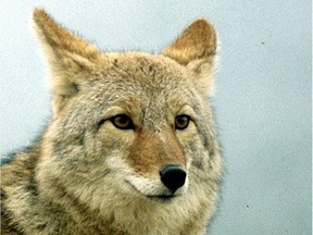Animal-rights organizations say trapping and displacing coyotes is cruel and isn’t an effective way to keep down their numbers.