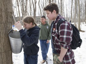 Students at the Kahnawake Survival School, River McComber, left, Tehonerahtathe Beauvais and Kenyon Deer, right, all 14, check the level of maple tree sap as part of a hands on class on cultural traditions, at the school in Kahnawake Mohawk territory south of Montreal, Thursday, April 10, 2014.