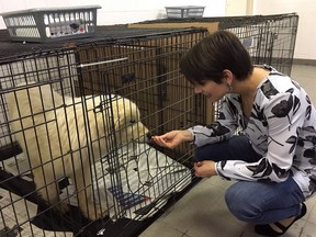 Canadian Olympic gold medalist Meagan Duhamel meets with Saffie, one of 80 dogs rescued from a dog meat farm in South Korea, currently being cared for in Montreal, Thursday, March 15, 2018.