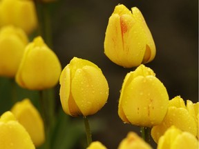 Tulips glisten with raindrops.