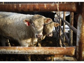 Cattle at the Strathmore Stockyards in Strathmore, Alta.: In 1927, University of Chicago chemistry professor Fred Koch made a deal with the Chicago stockyards to provide bull testicles for use in research on hormones,