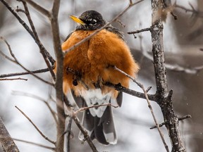 An American Robin stays warm on Monday, February 9, 2015 in Pierrefonds' Parc-Nature de l'Anse-a-l'Orme.