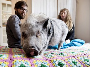 Mario Ramos and Sara-Maude Ravanelle sit with their pig, Babe, at the family home in Montreal on Wednesday April 18, 2018.