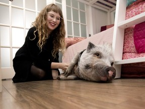 Sara-Maude Ravenelle scratches her pig, Babe, at her home in Montreal on Wednesday April 18, 2018. (Allen McInnis / MONTREAL GAZETTE)