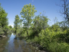 On Thursday, Mayor Valérie Plante is scheduled to make a major announcement about Anse-à-l'Orme nature park on the West Island.