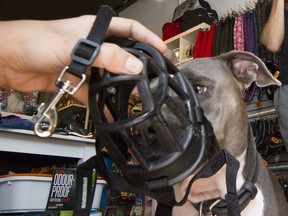 Richard Guay of the opposition Ensemble Montréal party noted that under the bylaw on dangerous dogs adopted by the previous administration, the dog would have had to be wearing a muzzle like this one.  (Phil Carpenter / MONTREAL GAZETTE).