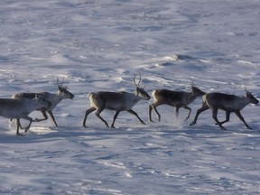 Caribou roam the tundra in Nunavut in March 2009 file photo.