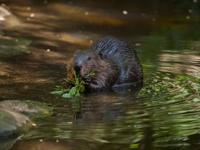 North American beaver (Castor canadensis), also known as the Canadian beaver.